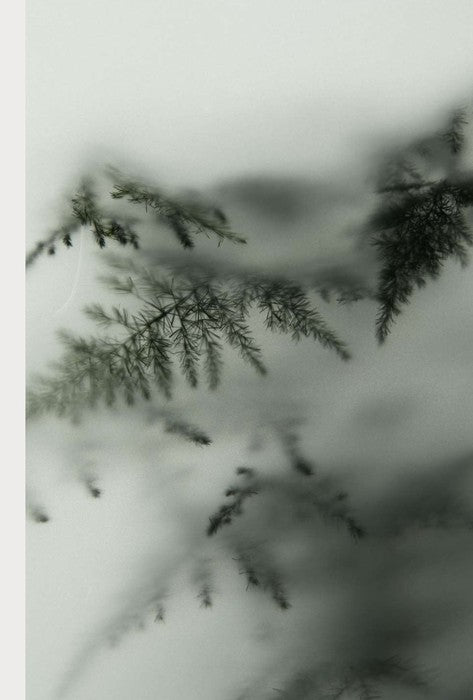 Intense Woods — dry forest