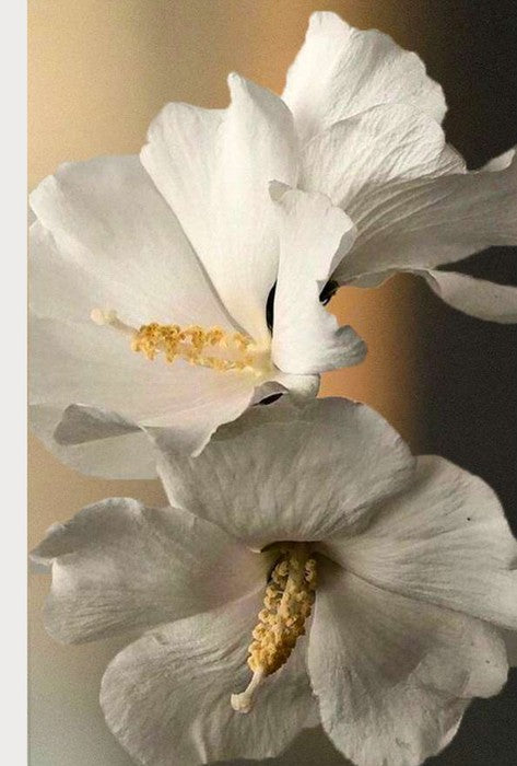 Black Orchid — dark floral