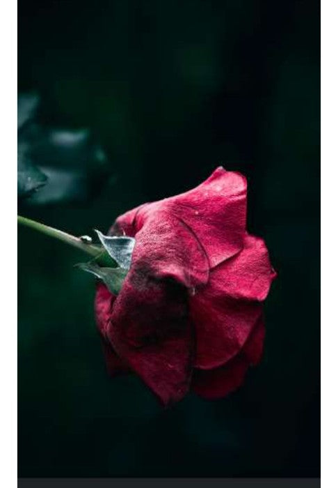 Rose Oud — rose and woods