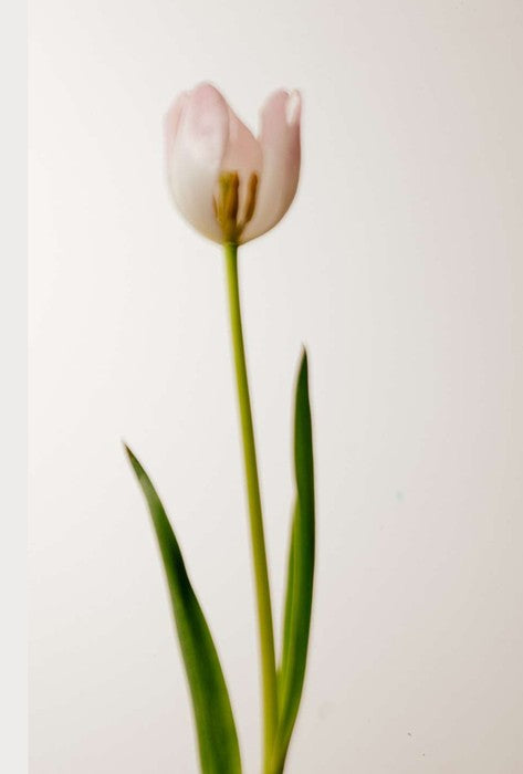 Whisper Petal — citrus floral